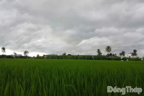 Đồng Tháp: Dự báo tiếp tục có mưa lớn trên diện rộng
