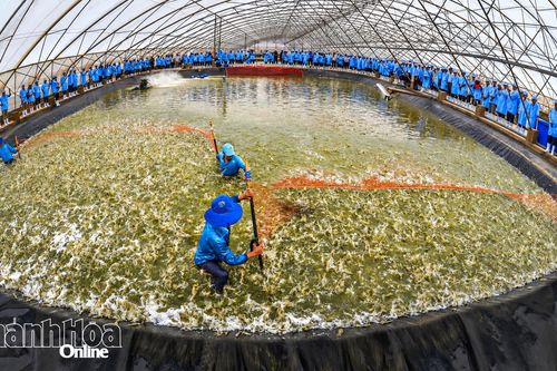 Tìm giải pháp tự chủ nguồn tôm giống