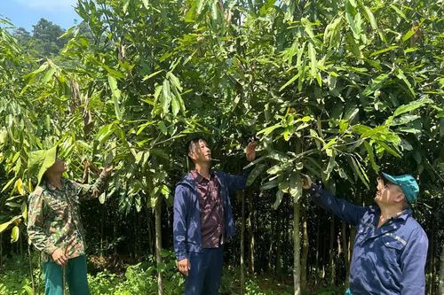 Hội Nông dân xã Xuân Hòa đồng hành với nông hộ phát triển kinh tế