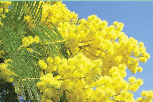 Mùa mimosa thắp nắng