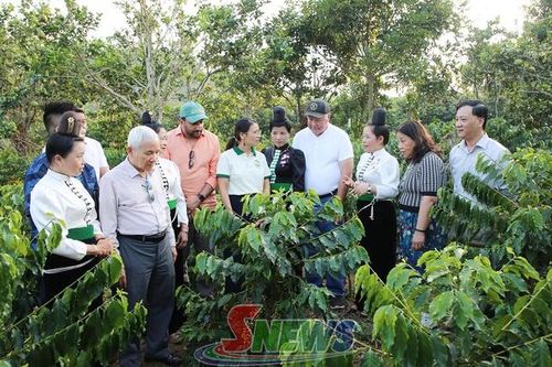 Cà phê đặc sản Sơn La mở rộng cơ hội vươn ra thị trường thế giới