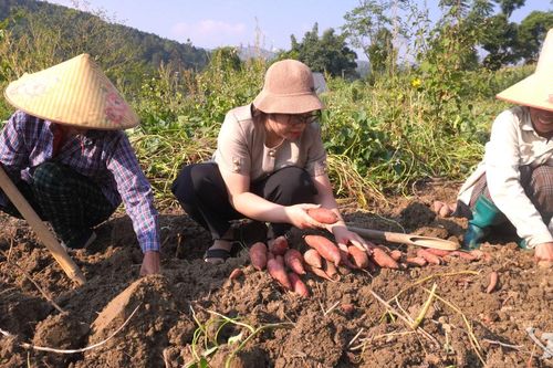 Liên kết sản xuất, mở rộng đầu ra nông sản