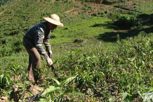 Cây cà phê và kỳ vọng sinh kế mới ở Bằng Thành