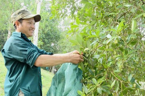 Khai thác hiệu quả tiềm năng cây hồi ở Na Hấu