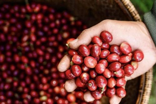 Giá cà phê Tây Nguyên lấy lại sắc xanh, tiến sát 93.000 đồng/kg