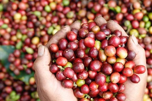 Xuất khẩu cà phê Việt Nam lập kỷ lục 8,5 tỷ USD