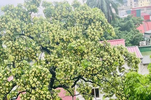 Hà Nội lấy ý kiến người dân về cây hoa sữa