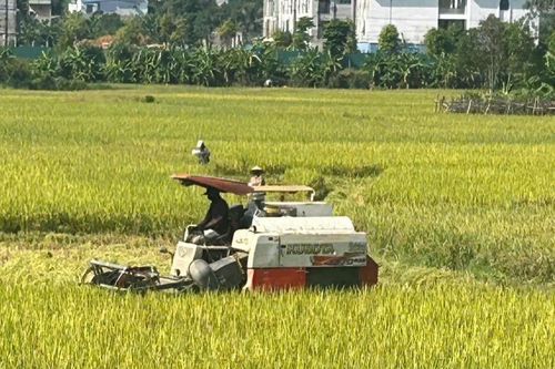 Phú Thọ: Xóm Gai mùa vàng, vun đắp diện mạo nông thôn mới