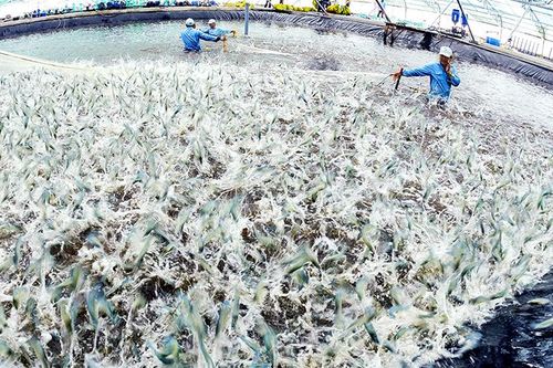 Việt Úc kết nối viện, trường, doanh nghiệp làm chủ công nghệ giống tôm