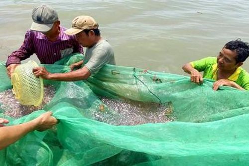 Rủ nhau đi bắt cá đồng