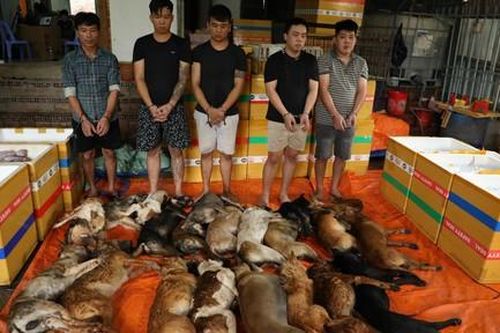 Công an TPHCM triệt phá băng trộm chó mèo chuyên nghiệp, quy mô lớn, cung cấp thịt cho nhiều tỉnh, thành