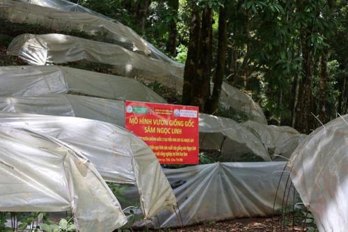 Quảng Ngãi: Măng Ri khai thác tiềm năng, tạo đà phát triển vùng cao