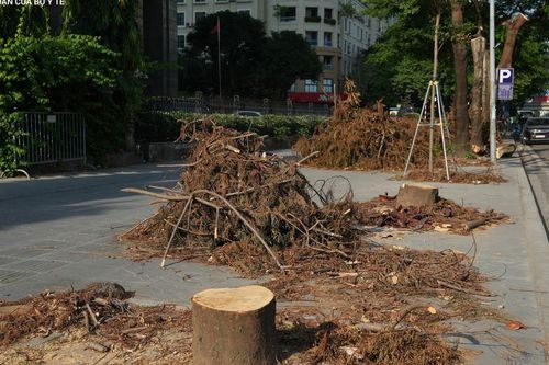 Chặt hạ loạt cây xanh để làm hầm chui qua Vành đai 3