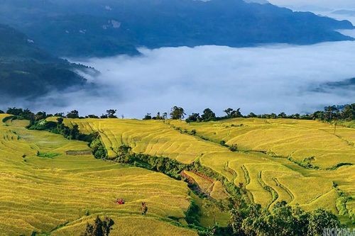 Hồng Thái mùa lúa chín, sắc vàng trải dài giữa biển mây