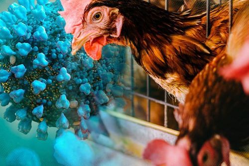 Cúm gia cầm độc lực cao: Những điều cần biết về nguy cơ lây sang người
