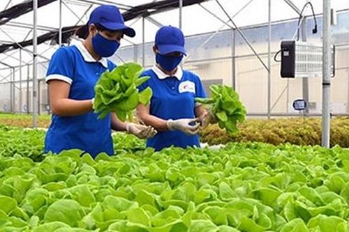 TPHCM hướng tới hợp tác xã kiểu mới, làm ăn hiệu quả