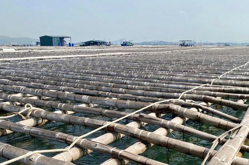 Quảng Ninh: 46 hợp tác xã thủy sản rơi vào thế khó vì nguy cơ bị thu hồi sơ đồ mặt biển