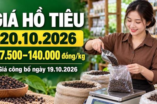 Giá hồ tiêu hôm nay 20.10.2026: Chờ sức mua mới ở vùng 140.000 đồng/kg