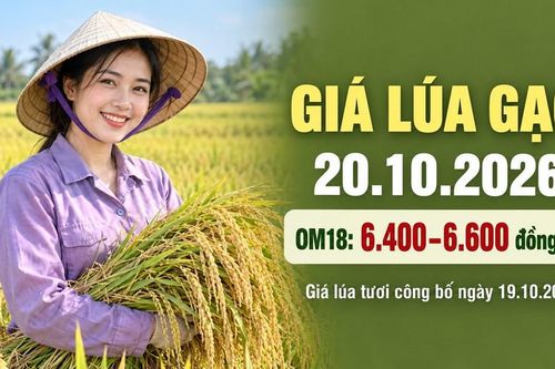Giá lúa gạo hôm nay 20.10.2026: Sức mua yếu, gạo nguyên liệu chịu sức ép