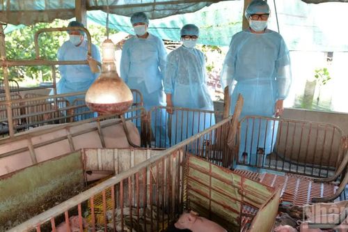 Đồng Tháp: Phát hiện và xử lý nhiều ổ dịch tả lợn châu Phi