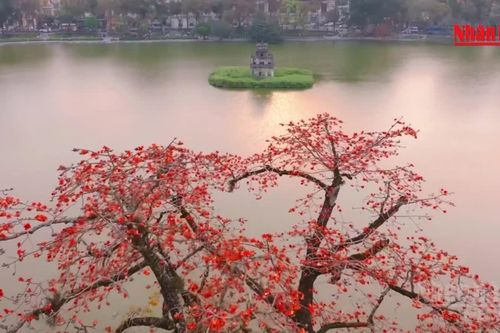 [Video] Hà Nội cấm trồng 18 loài cây