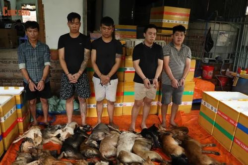 Triệt phá đường dây trộm hơn 10 tấn thịt chó bằng... ôtô