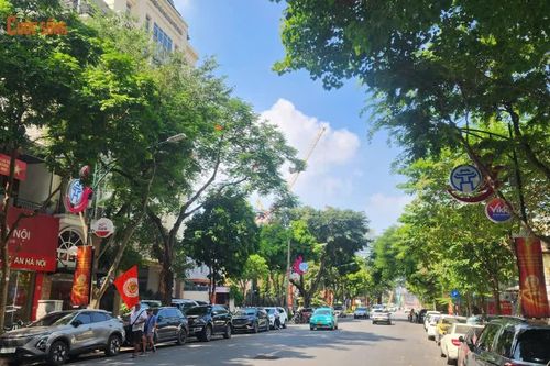 Hà Nội ban hành danh mục quản lý cây xanh, 18 loại cây không được phép trồng