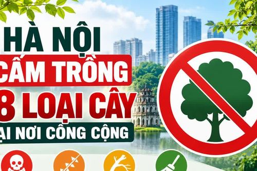[INFOGRAPHIC] Danh sách 18 loại cây Hà Nội cấm trồng tại nơi công cộng