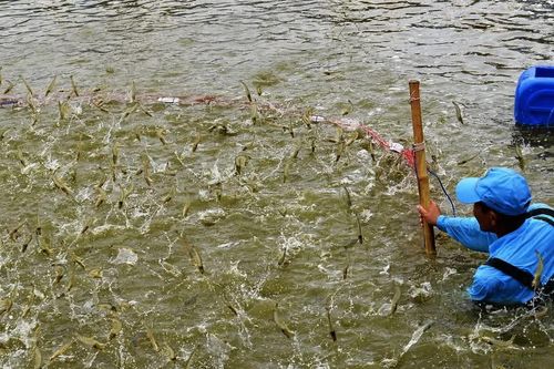 Ngày Văn hóa Việt Nam và Festival tôm sắp diễn ra tại Cà Mau