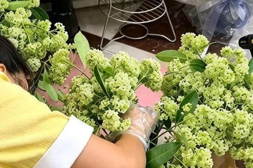 Thứ hoa thơm nức vỉa hè Hà Nội bất ngờ thành quà 20/10, bó nửa triệu đồng vẫn hút khách