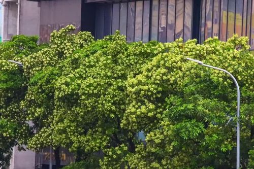 Hà Nội ban hành danh mục quản lý cây xanh: Không còn cây hoa sữa