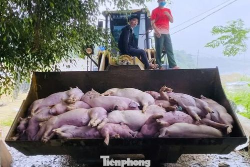 Hơn 450 tấn lợn bị tiêu hủy, dịch tả vẫn diễn biến phức tạp ở Nghệ An