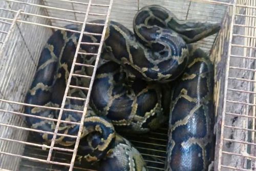 Huế tìm chủ nhân con trăn đất nặng 10kg đi lạc