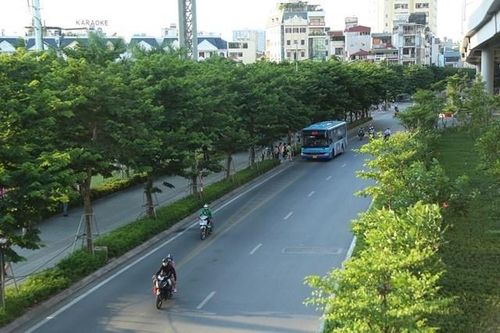 Hà Nội: 18 loài cây cấm trồng nơi công cộng