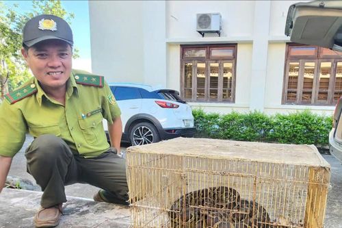 Người dân ở Huế tự nguyện giao nộp trăn đất nặng 10kg