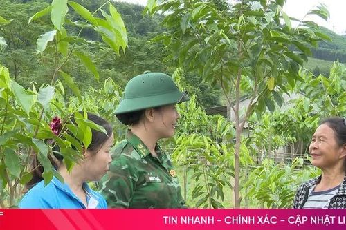 Triển vọng từ cây dó trầm ở bản Rào Tre