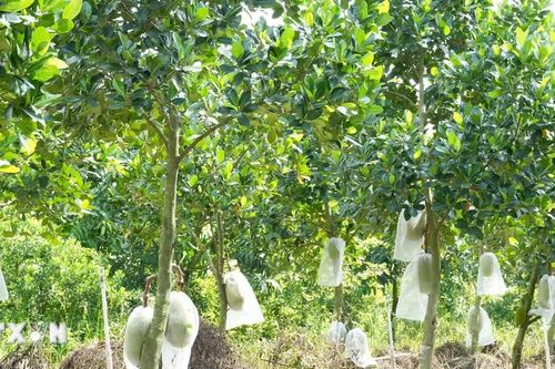 Đồng Tháp thí điểm 10 mô hình hợp tác xã gắn với vùng nguyên liệu