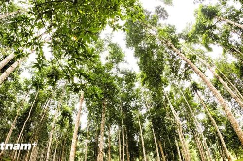 Phú Thọ chuyển hướng kinh doanh rừng trồng, gia tăng giá trị gỗ