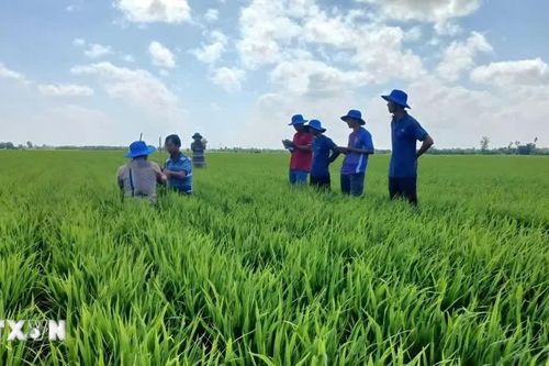 Cà Mau giảm chi phí, tăng lợi nhuận từ mô hình lúa phát thải thấp