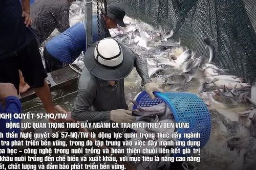 Động lực quan trọng thúc đẩy ngành hàng cá tra phát triển bền vững