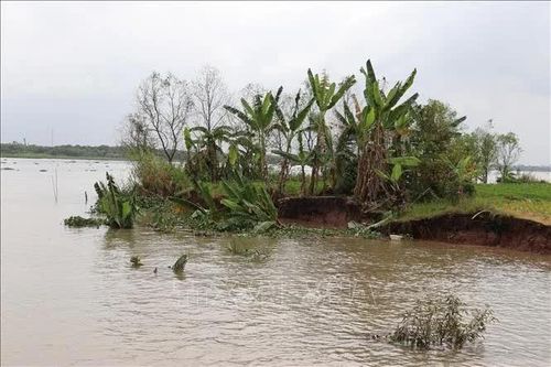 Sạt lở bờ sông Tiền ảnh hưởng 6 hộ dân ở Đồng Tháp