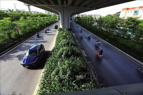Hà Nội quy định 18 loại cây cấm trồng, 33 loại cây được trồng nơi công cộng