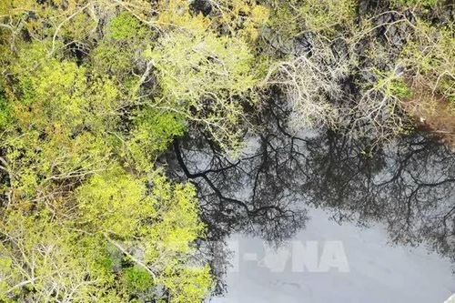 Công nghệ viễn thám giúp giám sát phát thải mê-tan tại rừng ngập mặn
