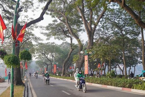 18 loài cây bị cấm trồng trên đường phố Hà Nội