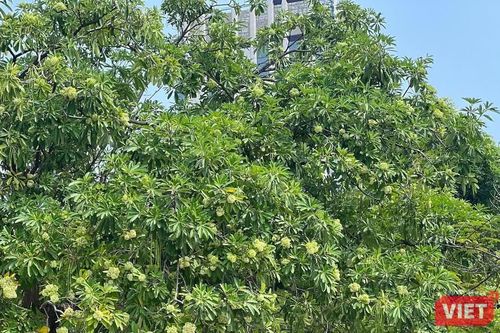 Giảm mật độ hoa sữa để hài hòa cảnh quan và đời sống