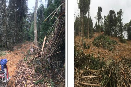 Vụ án hủy hoại rừng ở Nghệ An: Vì sao bị cáo kêu oan?