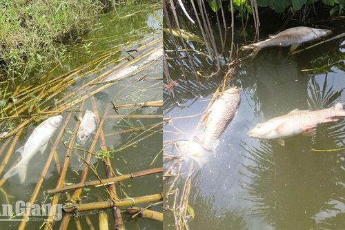 Cá nuôi chết bất thường ở vùng đệm U Minh Thượng