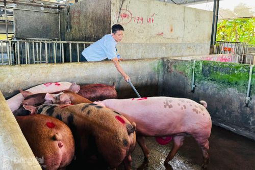 Các cơ sở chăn nuôi heo mong xử lý nghiêm vi phạm sử dụng chất cấm