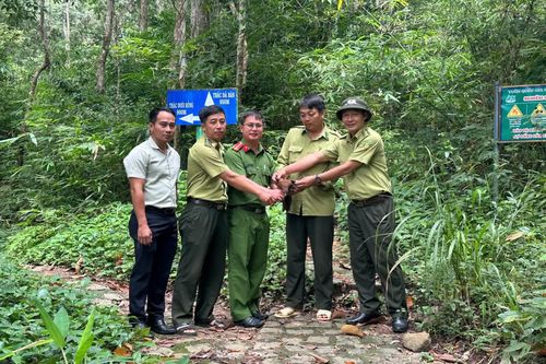 Thả cá thể gà lôi tía về môi trường tự nhiên