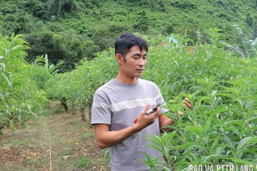 Làm giàu từ đào ghép